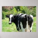 Zoek naar holstein koe posters Grappig