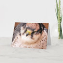 Zoek naar valk kaarten Dieren