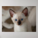 Zoek naar siamese cat kunst Grappig