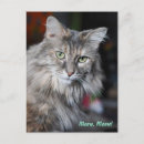 Zoek naar miauw briefkaarten Poes