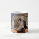 Zoek naar chocolate lab mokken Hond