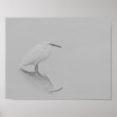 Zoek naar waadvogel posters Geboorte