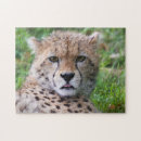 Zoek naar grote katten puzzels Kubus