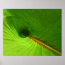 Zoek naar gember plant posters Natuur