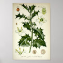 Zoek naar botanical illustration kunst Illustratie
