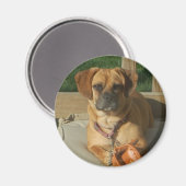 003 Puggle magneet (Voorkant / Achterkant)