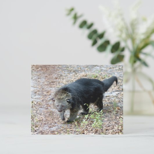 003Bearcat Briefkaart (Staand voorkant)