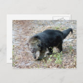 003Bearcat Briefkaart (Voorkant / Achterkant)