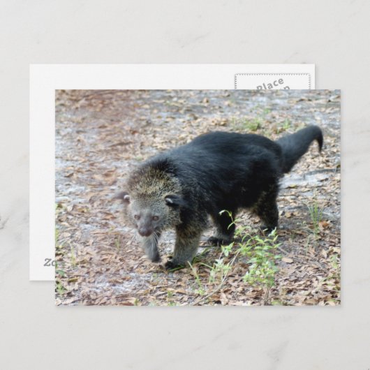 003Bearcat Briefkaart (Voorkant / Achterkant)