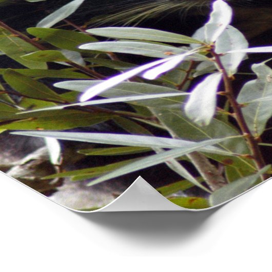 005Bearcat Poster (Hoek)