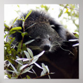 005Bearcat Poster (Voorkant)