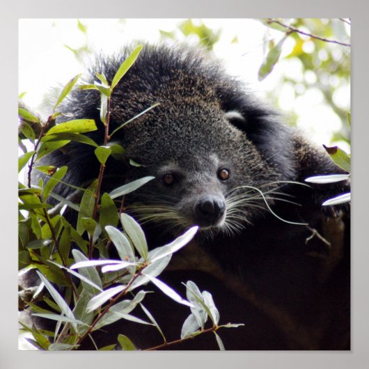 005Bearcat Poster (Voorkant)