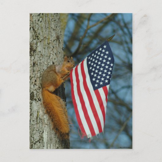 010510-4-   APCONE PATRIOTISCH SQUIRREL BRIEFKAART (Voorkant)