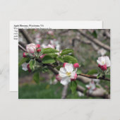 01 Apple Blossom Winchester VA Briefkaart (Voorkant / Achterkant)