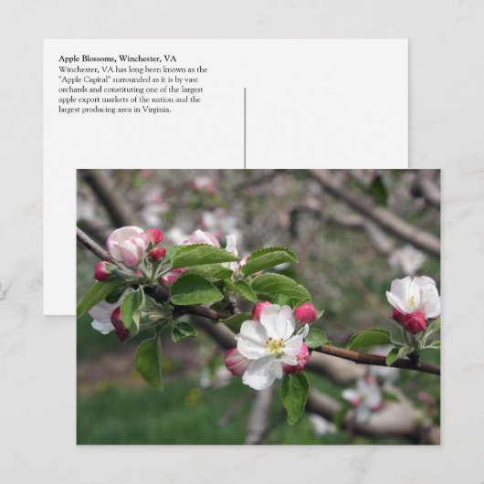 01 Apple Blossom Winchester VA Briefkaart (Voorkant / Achterkant)