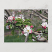 01 Apple Blossom Winchester VA Briefkaart (Voorkant)
