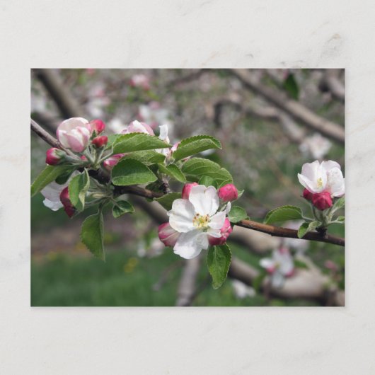 01 Apple Blossom Winchester VA Briefkaart (Voorkant)