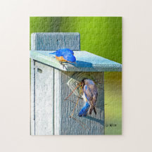 020 Bluebird Nesting 11x14 Puzzle 252 stuks