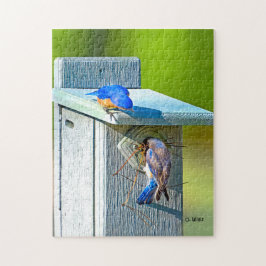 020 Bluebird Nesting 11x14 Puzzle 252 stuks Legpuzzel