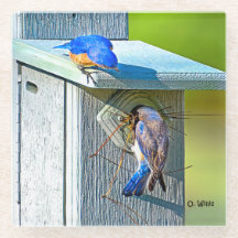 020 Bluebird Nesting 4x4 Glass Onderzetter