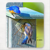 020 Bluebird Nesting 7.75x9.25 Muismat (Voorkant)