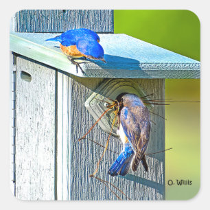 020 Bluebird Nesting Sticker 1.5x1.5 Blad van 20