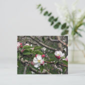 02 Apple Blossom Winchester VA Briefkaart (Staand voorkant)