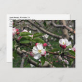 02 Apple Blossom Winchester VA Briefkaart (Voorkant / Achterkant)