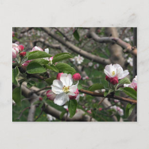 02 Apple Blossom Winchester VA Briefkaart
