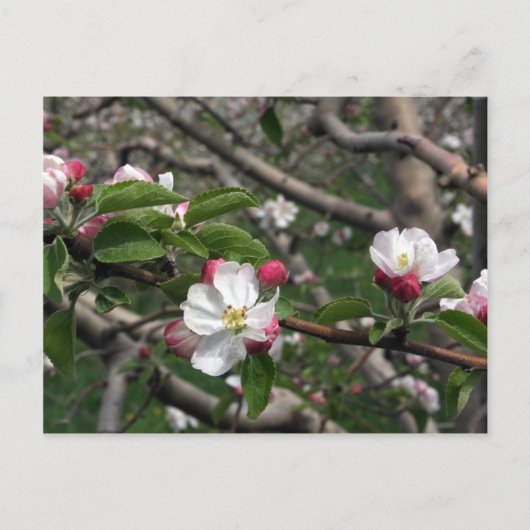 02 Apple Blossom Winchester VA Briefkaart (Voorkant)