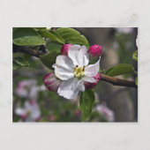 03 Apple Blossom Winchester VA Briefkaart (Voorkant)