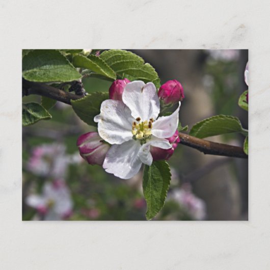 03 Apple Blossom Winchester VA Briefkaart (Voorkant)