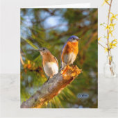 040 Steen van de Kaart 8.5x11 van de Vrijage van (Gele Bloem)