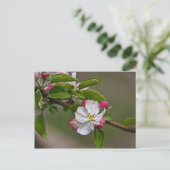 04 Apple Blossom Winchester VA Briefkaart (Staand voorkant)
