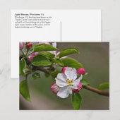 04 Apple Blossom Winchester VA Briefkaart (Voorkant / Achterkant)
