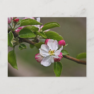 04 Apple Blossom Winchester VA Briefkaart