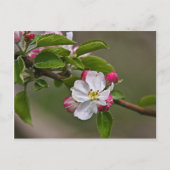 04 Apple Blossom Winchester VA Briefkaart (Voorkant)