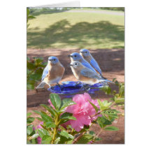 050 Bluebird Forever Card 5x7 Matte