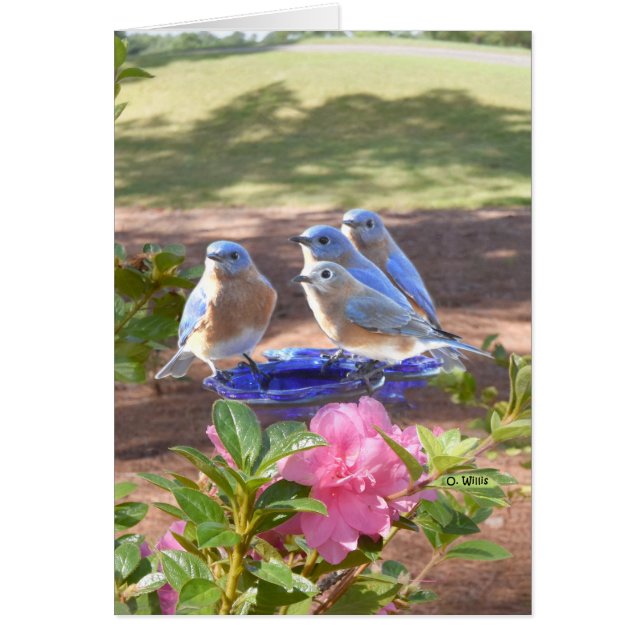 050 Bluebird Forever Card 5x7 Matte (Voorkant)