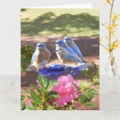 050 Steen van de Kaart 8.5x11 van Sialia de voor (Gele Bloem)