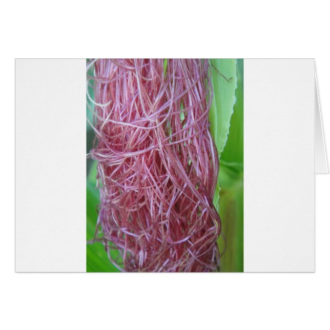 056.JPG (Voorkant Horizontaal)