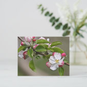 05 Apple Blossom Winchester VA Briefkaart (Staand voorkant)
