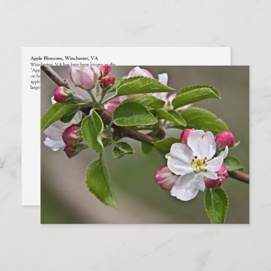 05 Apple Blossom Winchester VA Briefkaart (Voorkant / Achterkant)