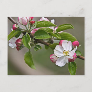 05 Apple Blossom Winchester VA Briefkaart