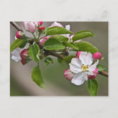 05 Apple Blossom Winchester VA Briefkaart (Voorkant)