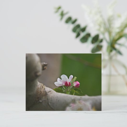 06 Apple Blossom Winchester VA Briefkaart (Staand voorkant)