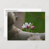 06 Apple Blossom Winchester VA Briefkaart (Voorkant / Achterkant)