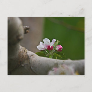 06 Apple Blossom Winchester VA Briefkaart