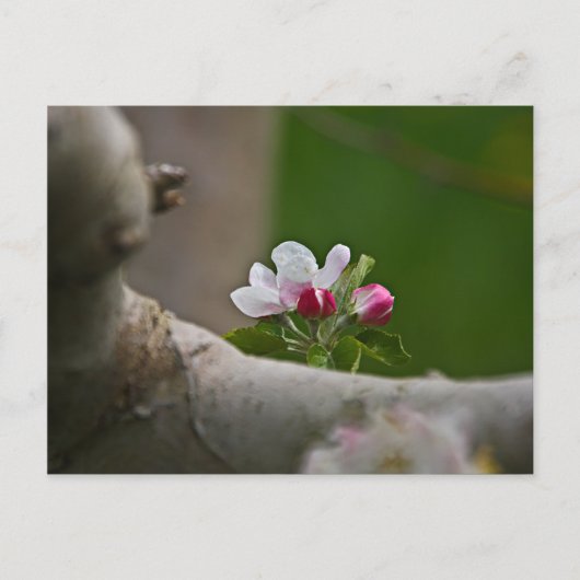 06 Apple Blossom Winchester VA Briefkaart (Voorkant)