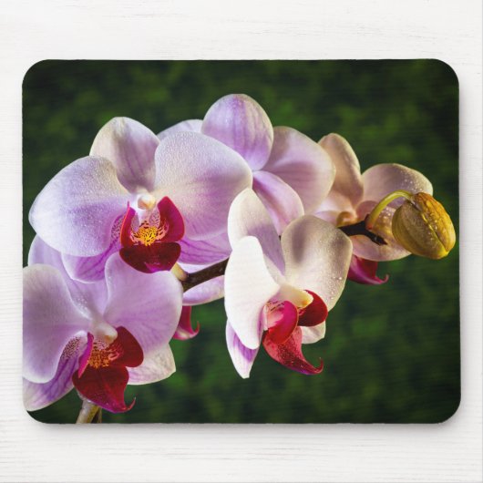 0834-Roze Orchideeën Muismat (Voorkant)
